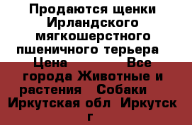 Продаются щенки Ирландского мягкошерстного пшеничного терьера › Цена ­ 30 000 - Все города Животные и растения » Собаки   . Иркутская обл.,Иркутск г.